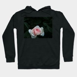 Macro Rose - pink Hoodie